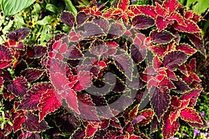 The picture of the beautiful coleus leaves.