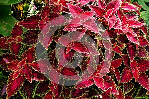 The picture of the beautiful coleus leaves.