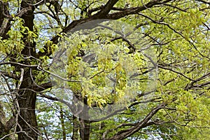 Fresh green of oak tree leaves