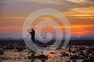Picture of beautiful lotus flower field at the red lotus sea