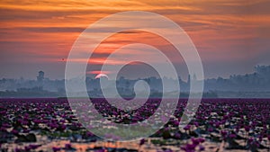 Picture of beautiful lotus flower field at the red lotus sea