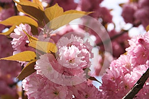 A picture of beautiful pink sakura flowers