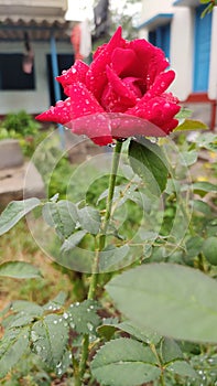 Picture of a beautiful rose after the rain