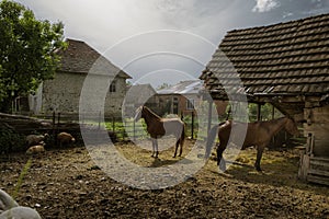 Picture of beautiful village house with garden. Azerbaijan village in summer time