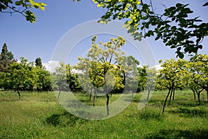 Picture of beautiful village house with garden. Azerbaijan village in summer time