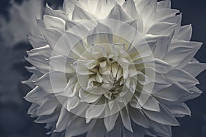 Beautiful white dahlia flower growing in the garden in spring