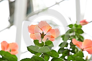 This is a picture of a beautifully colored Hibiscus rosasinensis blooming photo