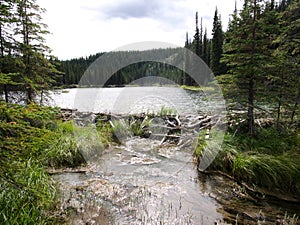 Picture of the beaver dam at Horseshoe Lake, Denali National Park, Alaska