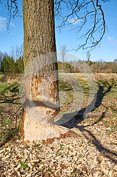 Picture of a beaver gnawed tree