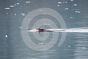 A picture of a beaver swimming along in a lake.