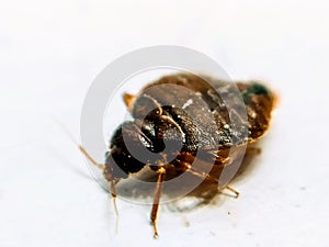 A picture of bedbug ,