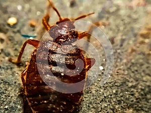 A picture of bedbug  , photo