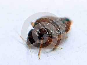 A picture of bedbug on white floor  ,