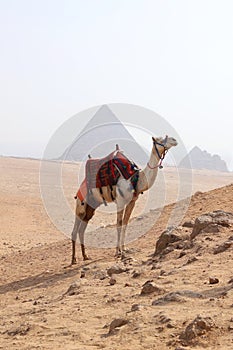 Picture of a bedouin and his camel near the Pyramids of Giza on a beautiful sunny day