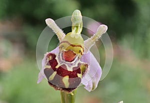 A picture of a Bee Orchid (Ophrys apifera) with it\'s pink petals.