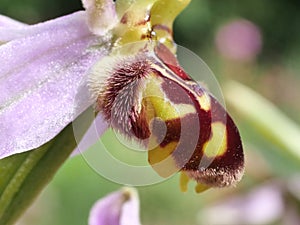 A picture of a Bee Orchid (Ophrys apifera) with it\'s pink petals.