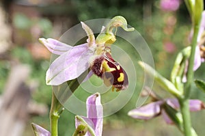 A picture of a Bee Orchid (Ophrys apifera) with it\'s pink petals.