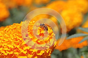 Bee pollinating a cempasuchil flower in tepoztlan, morelos, mexico III photo