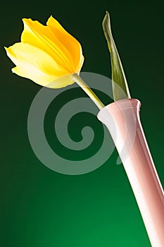 Picture from bellow of a fresh yellow tulip