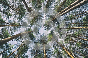 Picture from below of pine trees forming a circle. Valsain forest in Segovia, Spain. photo