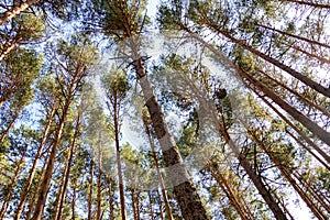 Picture from below of pine trees from Valsain forest, Segovia, Spain. photo