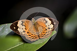 A picture of a big butterfly in a wildpark. photo