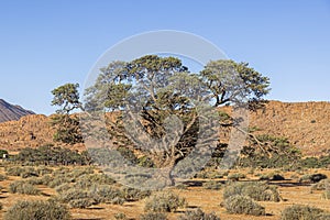 Picture of an big and olde acacia tree in front of an sand dune in the Namibian Kalahari