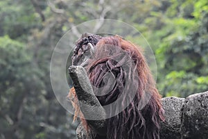 A picture of a big orangutan. photo