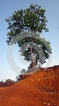 Big Tree on Side of Pond