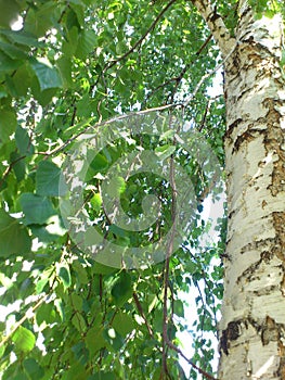 picture of birch and branches