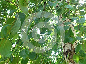 Picture of birch tree trunk with foliage