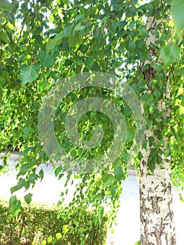 Picture of  birch tree trunk with green foliage