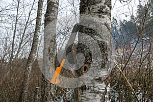 Picture with a birch tree trunk and a tourist ax pierced in a tree