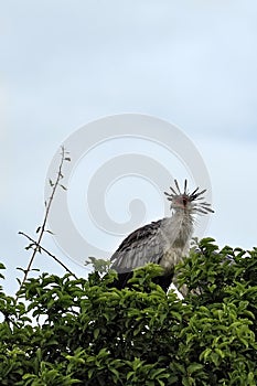 A picture of a bird of prey