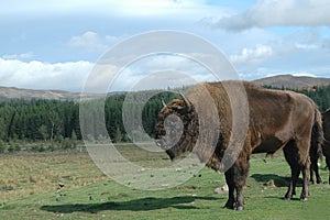 A picture of a bison in a Scottish safari park,