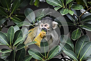 A picture of a black-capped squirrel monkey. photo