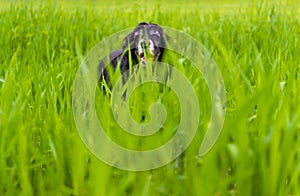 Picture of a black English Cocker Spaniel playing in the verdure garden