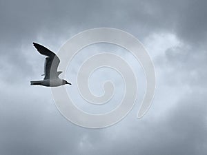 Black headed Sea Gull in flight