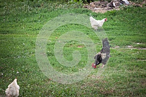 Selective blur on a black rooster, or cock, standing in the middle of a farmyard, surrounded by younger white hens and chickens