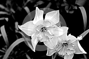 The white Narcissus photo