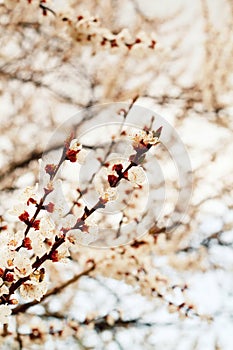 Picture of blooming tree. Spring concept.