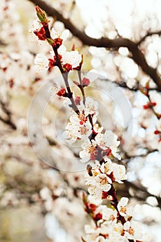 Picture of blooming tree. Spring concept.