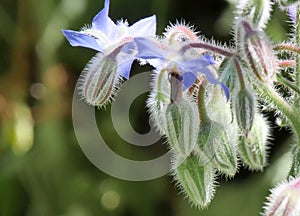 Picture of a blue borage flower with buds ready to open