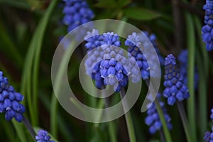 Picture of a blue colored grape hyacinth flower surrounded by green grass