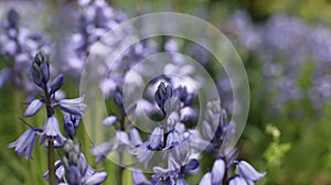 Blue Flowers in Bloom photo