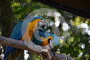 Picture of blue macaw couple