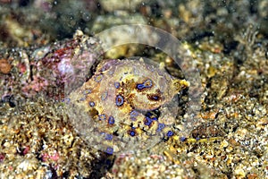 A picture of a blue ring octopus