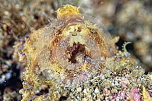 A picture of a blue ring octopus