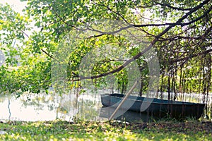 Picture of a boat on the river and with banyan trees