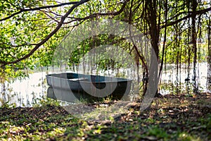 Picture of a boat on the river and with banyan trees